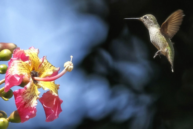 Обои картинки фото животные, колибри, полет, кроха, гибискус