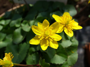 Картинка цветы калужницы +лютики лепестки