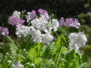 Картинка цветы примулы лепестки