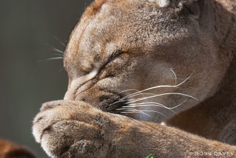 Картинка животные пумы умывание лапа морда кугуар