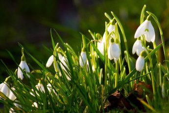 Картинка цветы подснежники +белоцветник +пролески весна