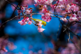 Картинка животные белоглазки сакура