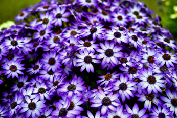 Картинка цветы цинерария много