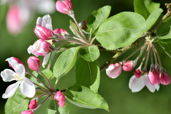 Картинка цветы цветущие+деревья+ +кустарники яблоня