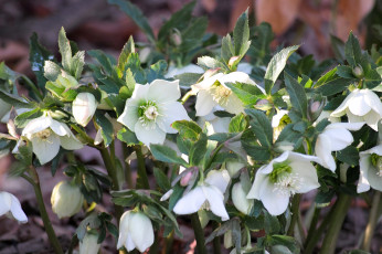 Картинка цветы геллеборус+ морозник белый
