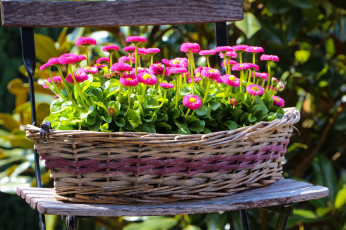 Картинка цветы маргаритки корзина