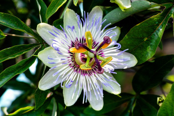 Картинка цветы пассифлора экзотика