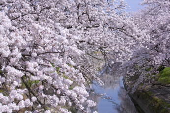 Картинка цветы сакура +вишня весна