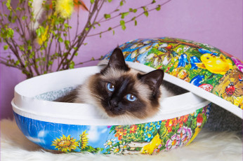 Картинка животные коты взгляд