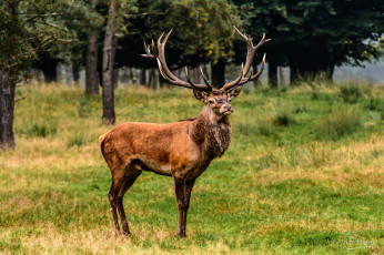 Картинка животные олени рога