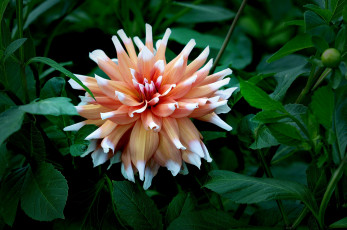 Картинка цветы георгины макро