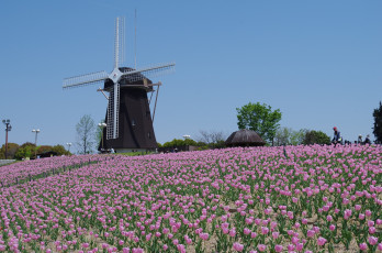 Картинка разное мельницы тюльпаны небо