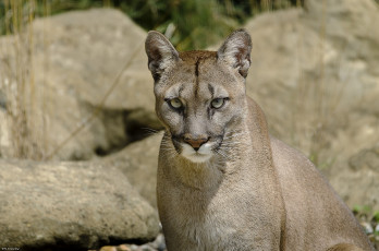 Картинка животные пумы морда кошка кугуар