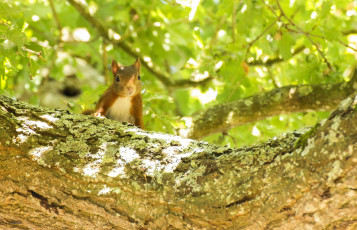 Картинка животные белки ветка мордочка листва