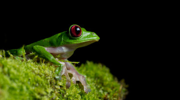 Картинка животные лягушки зеленая