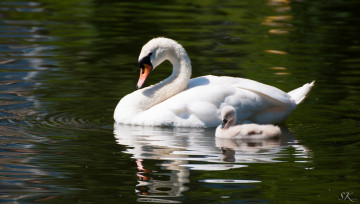 Картинка животные лебеди птенец пара семья