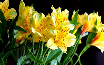 Картинка цветы альстромерия желтый