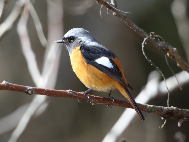 Обои картинки фото животные, амадины,  зяблики,  астрильды, птичка, ветка