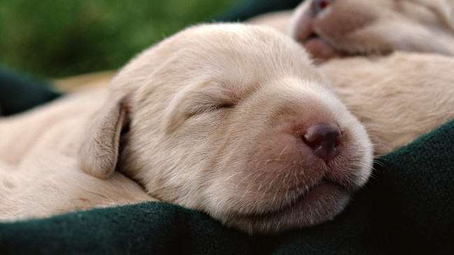 Обои картинки фото животные, собаки, щенки, слепые, лабрадоры, ткань