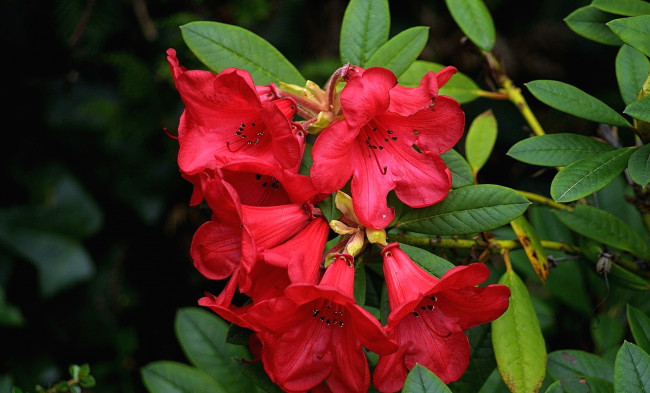 Обои картинки фото цветы, рододендроны , азалии, красный