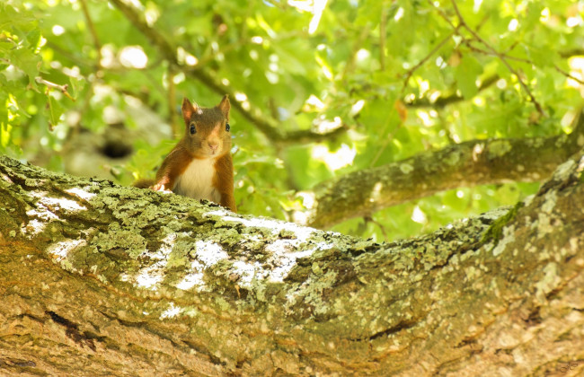 Обои картинки фото животные, белки, ветка, мордочка, листва