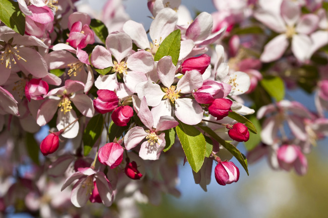 Обои картинки фото цветы, цветущие деревья ,  кустарники, весна