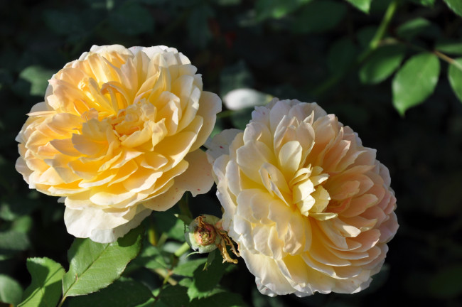 Обои картинки фото цветы, розы, желтый