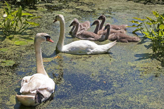 Обои картинки фото животные, лебеди, семья