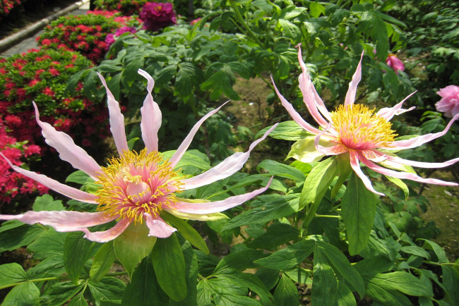 Обои картинки фото цветы, бутоны