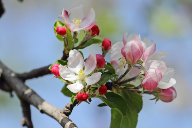 Обои картинки фото цветы, цветущие деревья ,  кустарники, ветка, лепестки