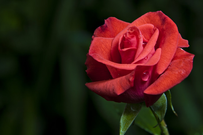 Обои картинки фото цветы, розы, макро