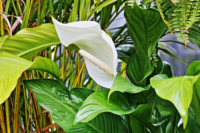 Обои картинки фото цветы, спатифиллум, белый