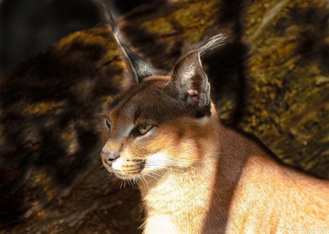 Обои картинки фото животные, рыси, каракал