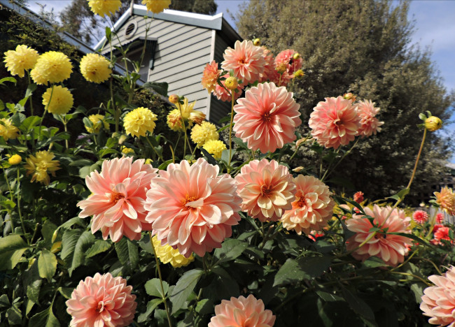 Обои картинки фото цветы, георгины