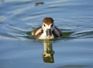 Картинка животные утки озеро плывёт вода утёнок