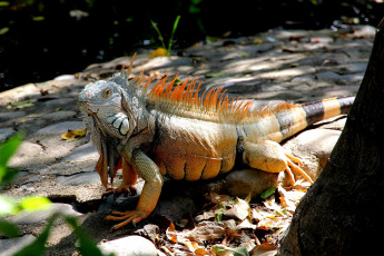 Картинка животные Ящерицы +игуаны +вараны игуана