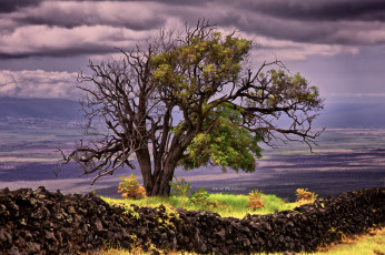 Картинка разное компьютерный+дизайн дерево природа обработка