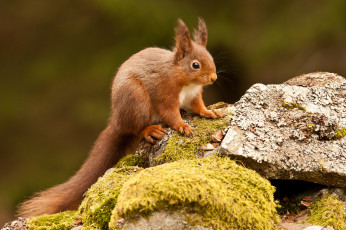 Картинка животные белки рыжая белка мох камни