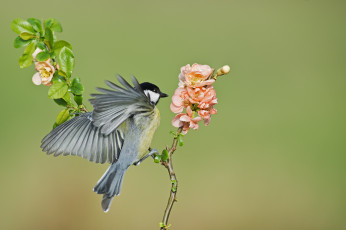 Картинка животные синицы +лазоревки фон птица ветка цветы весна
