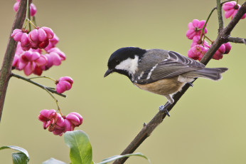 Картинка животные синицы +лазоревки фон птица ветки цветы