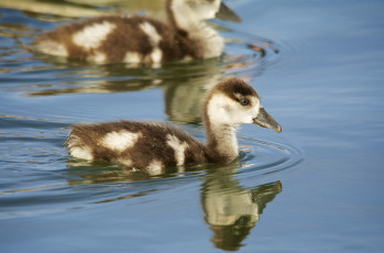 Картинка животные утки озеро плывёт вода утёнок