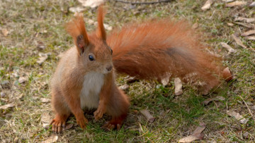 Картинка животные белки белка