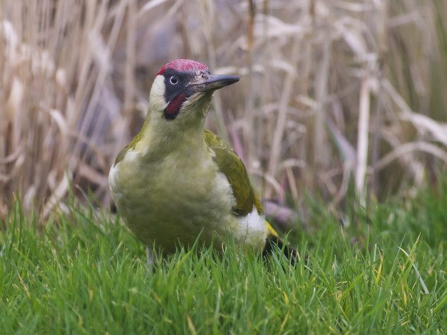 Обои картинки фото животные, дятлы, птица, луг, трава