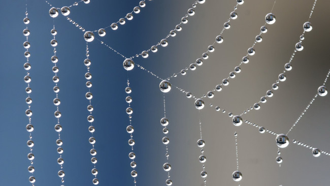 Обои картинки фото разное, капли,  брызги,  всплески, паутина