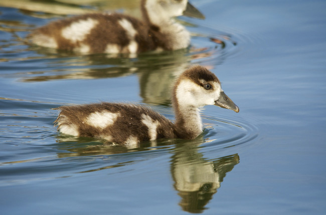 Обои картинки фото животные, утки, озеро, плывёт, вода, утёнок