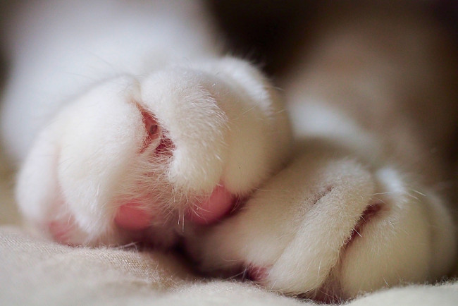 Обои картинки фото разное, - другое, лапки, макро, белые, кошачьи