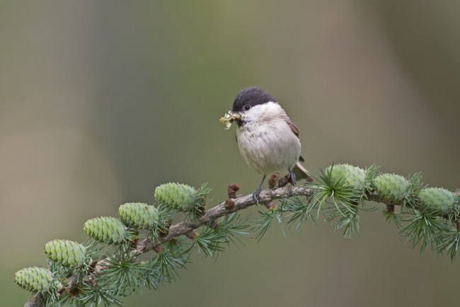 Обои картинки фото животные, птицы, ветка, шишки, птица, фон