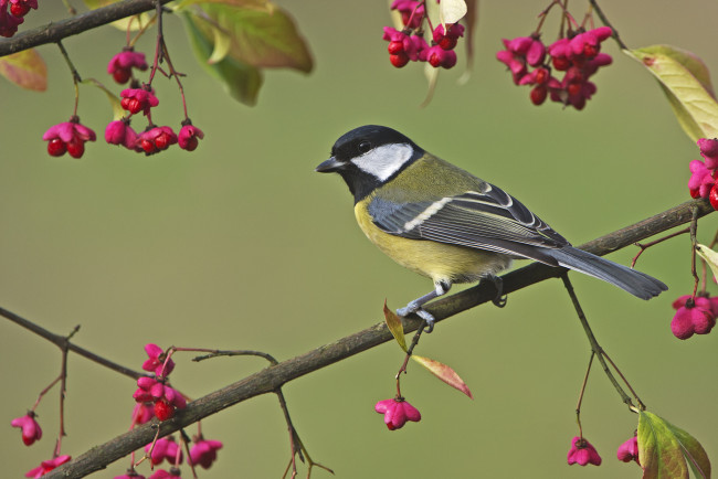 Обои картинки фото животные, синицы,  лазоревки, фон, птица, синица, ветки, цветы
