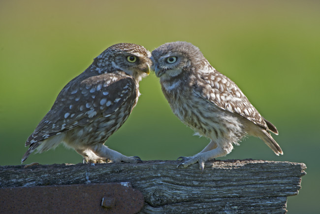 Обои картинки фото животные, совы, фон, пара