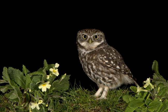 Обои картинки фото животные, совы, ночь, луг, сова, птица